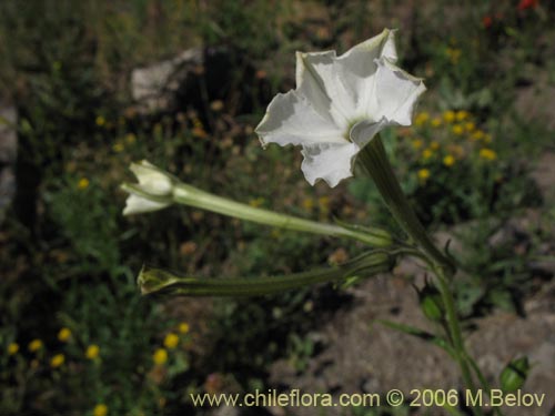 Image of Nicotiana acuminata (Tabaco del cerro / Tabaco silvestre). Click to enlarge parts of image.