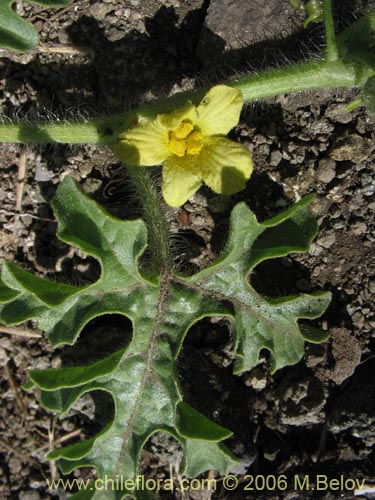 Image of Unidentified Plant sp. #2309 (). Click to enlarge parts of image.