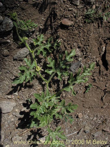 Imágen de Planta no identificada sp. #2309 (). Haga un clic para aumentar parte de imágen.