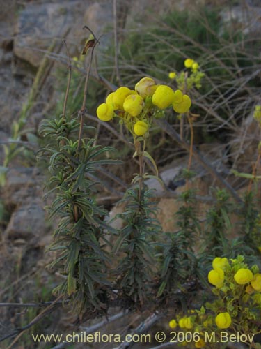 Image of Calceolaria thyrsiflora (Capachito). Click to enlarge parts of image.
