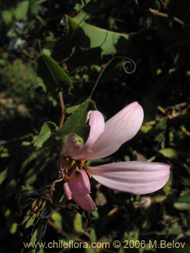 Image of Mutisia ilicifolia (Clavel del campo). Click to enlarge parts of image.