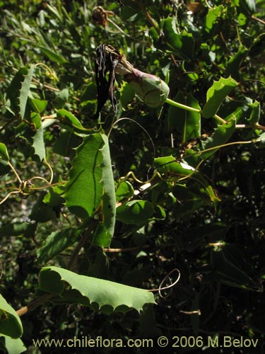 Image of Mutisia ilicifolia (Clavel del campo). Click to enlarge parts of image.