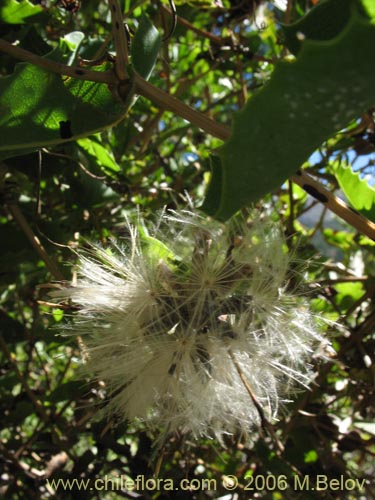 Image of Mutisia ilicifolia (Clavel del campo). Click to enlarge parts of image.