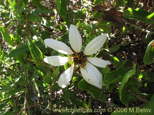 Bild von Mutisia ilicifolia (Clavel del campo). Klicken Sie, um den Ausschnitt zu vergrössern.