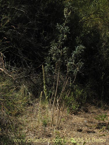 Image of Sophora macrocarpa (Mayo). Click to enlarge parts of image.