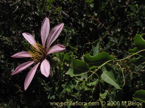 Imágen de Mutisia ilicifolia (Clavel del campo). Haga un clic para aumentar parte de imágen.