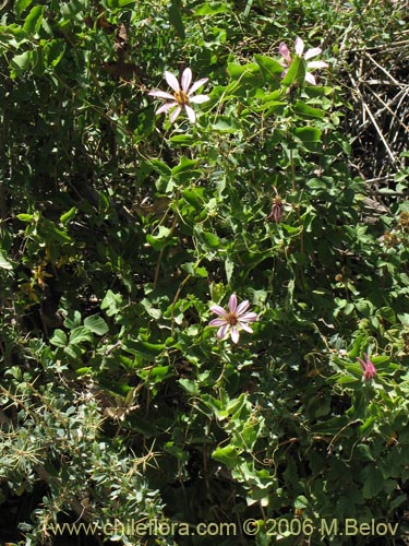 Image of Mutisia ilicifolia (Clavel del campo). Click to enlarge parts of image.