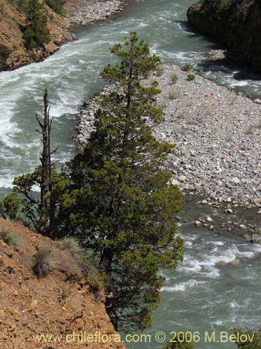 Image of Austrocedrus chilensis (Ciprés de la cordillera / Cedro). Click to enlarge parts of image.