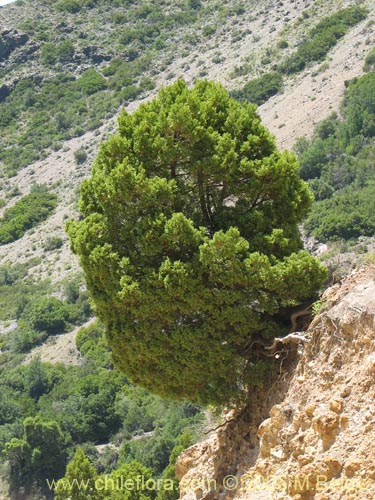 Imágen de Austrocedrus chilensis (Ciprés de la cordillera / Cedro). Haga un clic para aumentar parte de imágen.