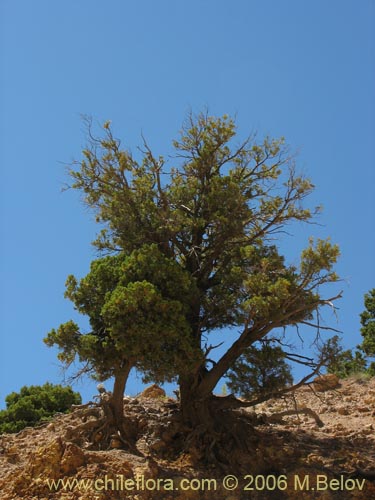 Bild von Austrocedrus chilensis (Ciprés de la cordillera / Cedro). Klicken Sie, um den Ausschnitt zu vergrössern.