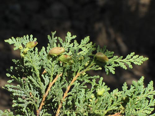 Bild von Austrocedrus chilensis (Ciprés de la cordillera / Cedro). Klicken Sie, um den Ausschnitt zu vergrössern.