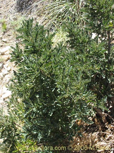 Imágen de Sophora macrocarpa (Mayo). Haga un clic para aumentar parte de imágen.