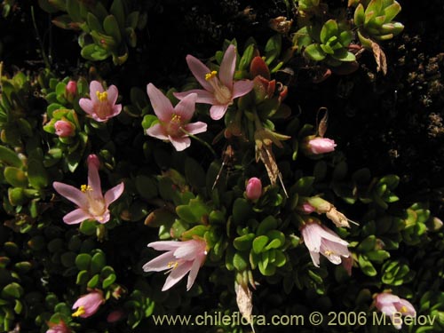 Image of Anagallis alternifolia (Pimpinela). Click to enlarge parts of image.