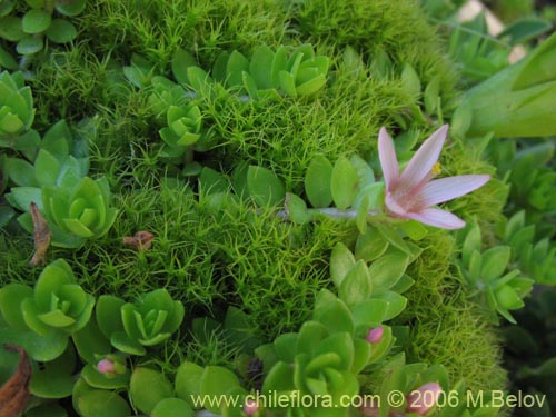 Фотография Anagallis alternifolia (Pimpinela). Щелкните, чтобы увеличить вырез.