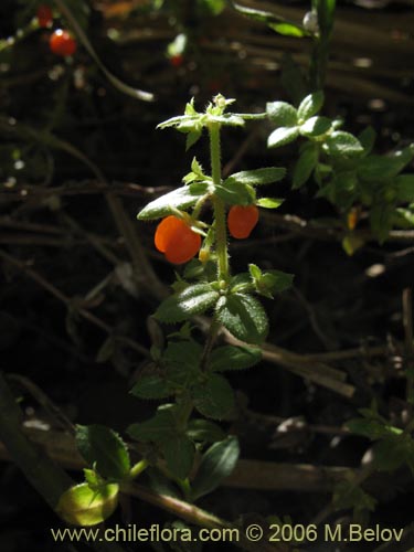 Image of Galium hypocarpium (Relbún). Click to enlarge parts of image.