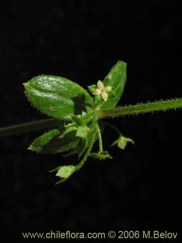 Image of Galium hypocarpium (Relbún). Click to enlarge parts of image.