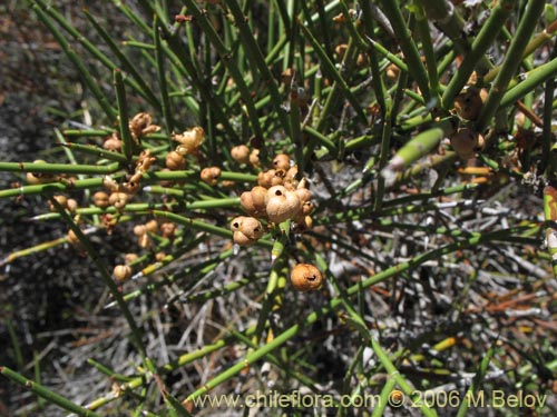 Bild von Colletia spinosa (Crucero / Yaqui / Cunco). Klicken Sie, um den Ausschnitt zu vergrössern.