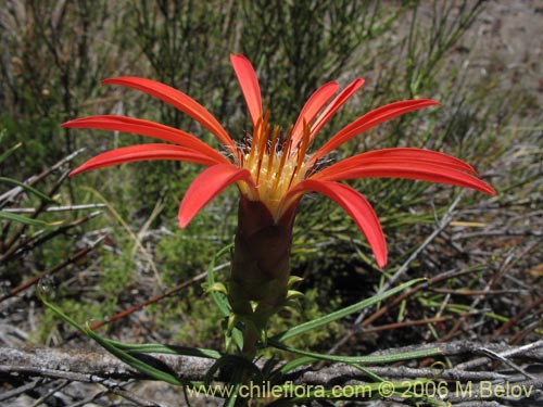 Bild von Mutisia subulata fma. rosmarinifolia (Hierba del jote / Flor de la granada). Klicken Sie, um den Ausschnitt zu vergrössern.