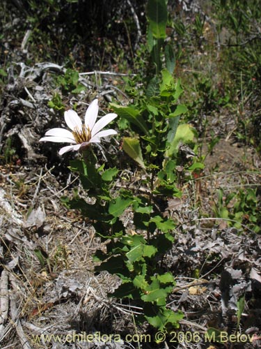 Imágen de Mutisia ilicifolia (Clavel del campo). Haga un clic para aumentar parte de imágen.