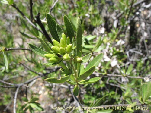 Imágen de Cestrum parqui (Palqui / Parqui / Hediondilla). Haga un clic para aumentar parte de imágen.