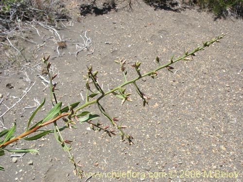 Image of Proustia cuneifolia (Huañil). Click to enlarge parts of image.