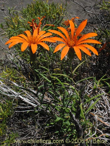 Image of Mutisia decurrens (Clavel del campo anaranjado). Click to enlarge parts of image.