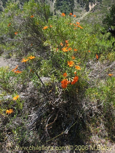 Фотография Mutisia decurrens (Clavel del campo anaranjado). Щелкните, чтобы увеличить вырез.