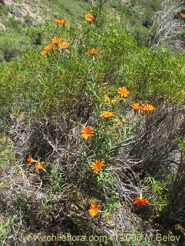 Фотография Mutisia decurrens (Clavel del campo anaranjado). Щелкните, чтобы увеличить вырез.