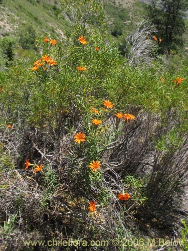 Image of Mutisia decurrens (Clavel del campo anaranjado). Click to enlarge parts of image.