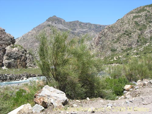 Imágen de Diostea juncea (Retama o retamo (de cordillera)). Haga un clic para aumentar parte de imágen.