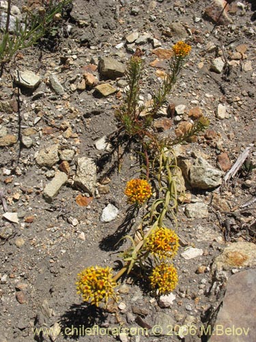 Imágen de Quinchamalium chilense (Quinchamali). Haga un clic para aumentar parte de imágen.