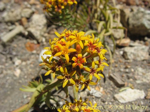 Bild von Quinchamalium chilense (Quinchamali). Klicken Sie, um den Ausschnitt zu vergrössern.