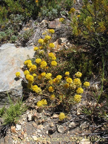 Image of Quinchamalium chilense (Quinchamali). Click to enlarge parts of image.