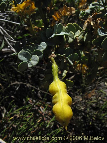 Imágen de Senna arnottiana (Quebracho / Alcaparra / Tara). Haga un clic para aumentar parte de imágen.