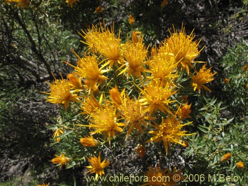 Bild von Chuquiraga oppositifolia (Hierba blanca). Klicken Sie, um den Ausschnitt zu vergrössern.