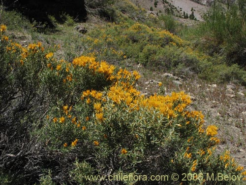 Image of Chuquiraga oppositifolia (Hierba blanca). Click to enlarge parts of image.