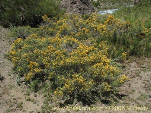 Bild von Chuquiraga oppositifolia (Hierba blanca). Klicken Sie, um den Ausschnitt zu vergrössern.