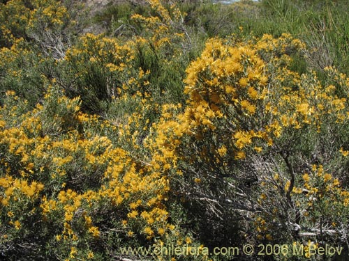 Imágen de Chuquiraga oppositifolia (Hierba blanca). Haga un clic para aumentar parte de imágen.