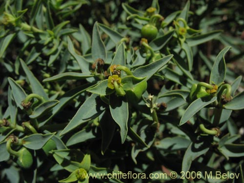 Euphorbia portulacoides的照片