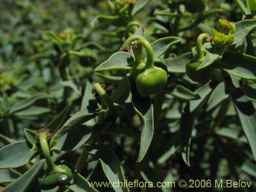 Euphorbia portulacoidesの写真