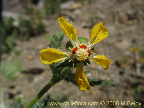 Фотография Loasa tricolor (Ortiga brava / Ortiga caballuna). Щелкните, чтобы увеличить вырез.