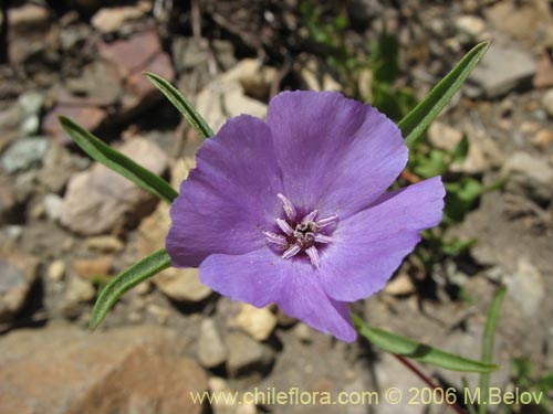 Imágen de Clarkia tenella (Sangre de toro / Inutil / Huasita). Haga un clic para aumentar parte de imágen.