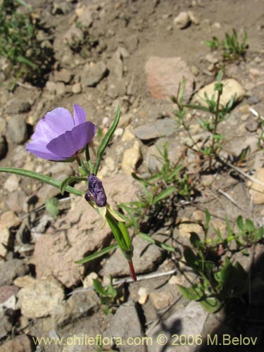 Imágen de Clarkia tenella (Sangre de toro / Inutil / Huasita). Haga un clic para aumentar parte de imágen.