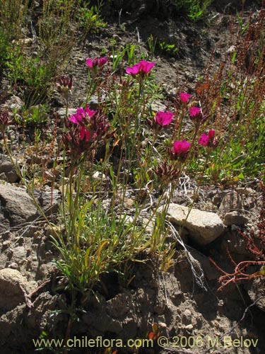 Clarkia tenellaの写真