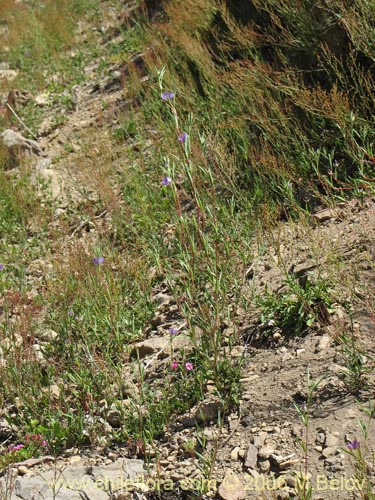 Imágen de Clarkia tenella (Sangre de toro / Inutil / Huasita). Haga un clic para aumentar parte de imágen.