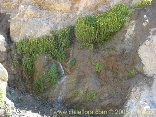 Imágen de Mimulus luteus (Berro amarillo / Placa). Haga un clic para aumentar parte de imágen.