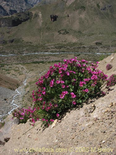 Imágen de Oxalis squamata (Ojos de agua). Haga un clic para aumentar parte de imágen.