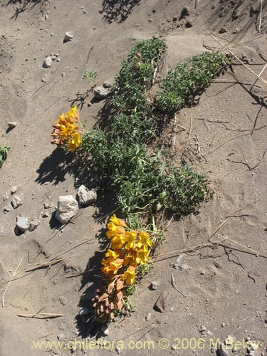 Bild von Tropaeolum leptophyllum (Soldadito). Klicken Sie, um den Ausschnitt zu vergrössern.