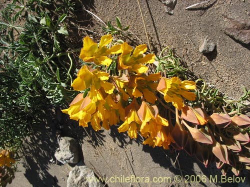 Image of Tropaeolum leptophyllum (Soldadito). Click to enlarge parts of image.