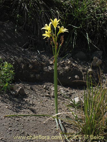 Фотография Rhodophiala montana (Añañuca de las montañas). Щелкните, чтобы увеличить вырез.